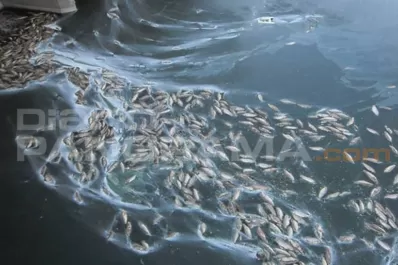 Preocupa la mortandad de peces en el río Salado