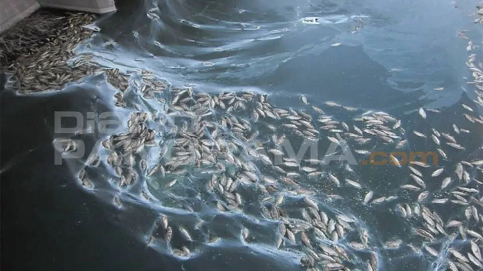 MORTANDAD. A la altura de la compuerta niveladora del Salado aparecieron miles de peces muertos. FOTO TOMADA DE DIARIOPANORAMA.COM
