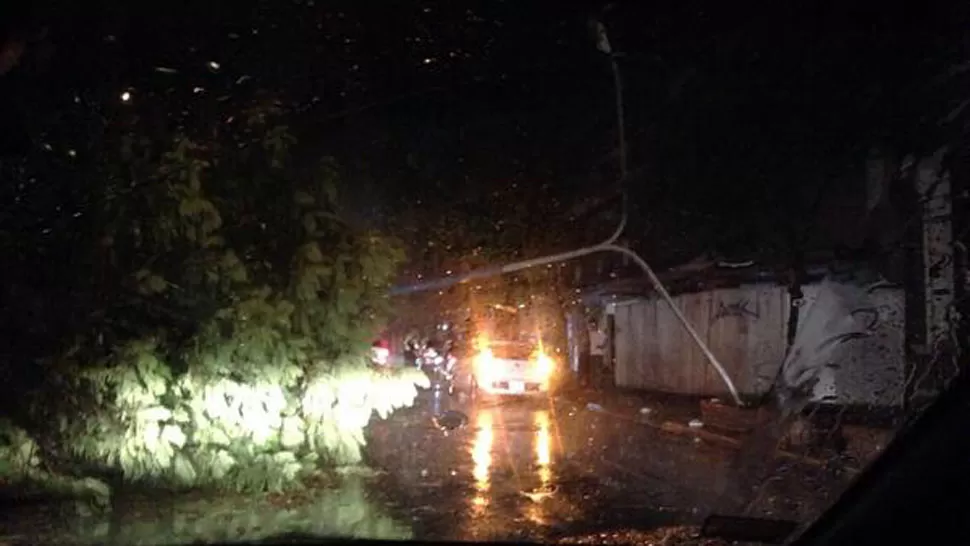 GIGANTE CAÍDO. En Catamarca al 700, un árbol se desplomó sobre la calle y arrastró una columna de luz. FOTO DE TWITTER @Palacio_Diego
