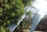 La tormenta tiró medio centenar de árboles