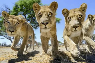 Video: Leones salvajes a sólo un metro de distancia