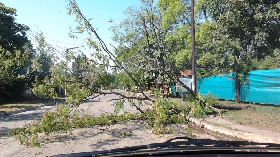 Un árbol caído en calle la Savalía al 700.