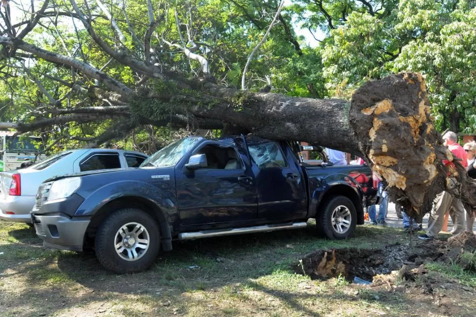ALTO IMPACTO. Numerosos vehículos quedaron atrapados por árboles a los que el viento arrancó de cuajo. LA GACETA / FOTO DE INéS QUINTEROS ORIO 