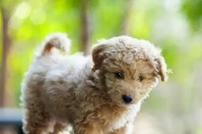 Crean el eterno cachorro