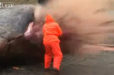 Video: Le explotó una ballena muerta en la cara y se salvó de milagro