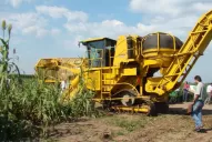 Producirán, en forma comercial, bioetanol y bioelectricidad a partir de sorgo azucarado
