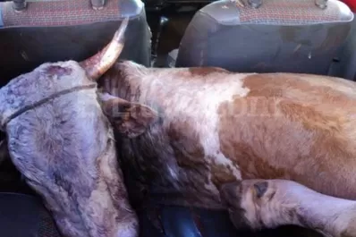 Lo detienen por llevar un toro en un Fiat 147