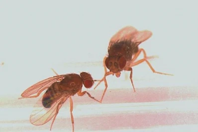 El buen sexo alarga la vida, según un estudio