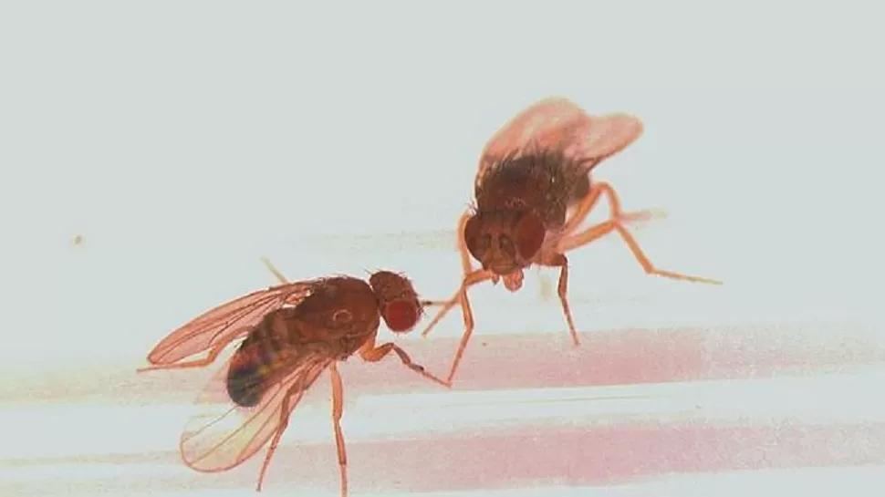ESTRÉS. Las moscas frustradas sexualmente tienen una vida más corta. FOTO TOMADA DE ABC.ES 