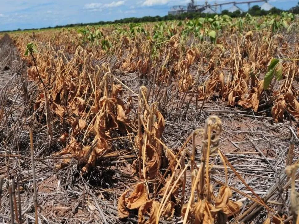 PREOCUPACIÓN. Los campos de soja de Tucumán, y del NOA, mostraron en la campaña pasada el fuerte impacto destructivo que significó la falta de agua.  INFOCAMPO.COM.AR 