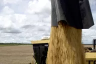 La soja perdería 10 dólares en 2014