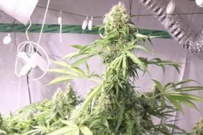 Jamaica lanzó su primera compañía de marihuana medicinal