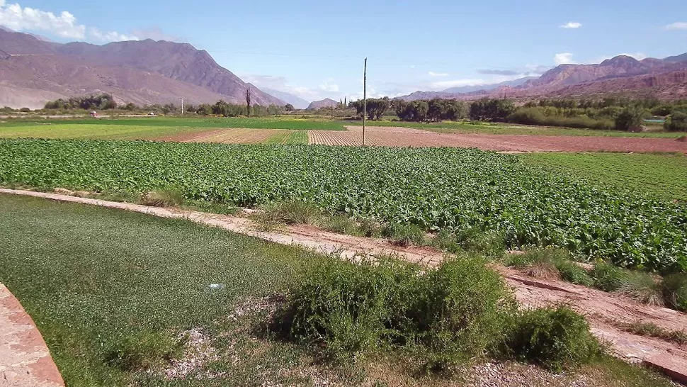 CULTIVOS. Las hortalizas forman parte del paisaje de la zona de Huacalera. FOTO ARCHIVO