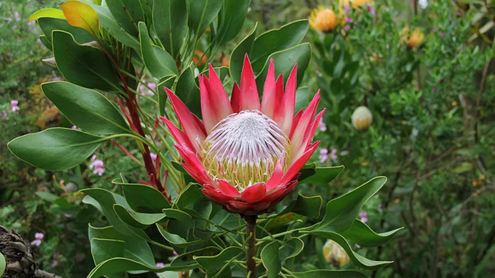 INSPIRACIÓN. Protea Madiba fue nombrada la planta en honor al líder. FOTO TOMADA DE FLIRCK.