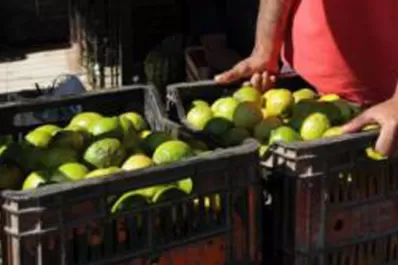 Por el faltante de producción, el limón se ofrece a $ 3 la unidad en verdulerías