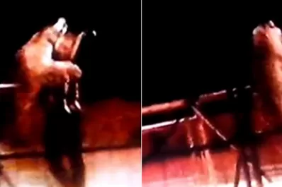 Un tigre atacó a su domador en plena función