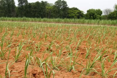 “El déficit hídrico en Tucumán limita las posibilidades de crecimiento del cañaveral”