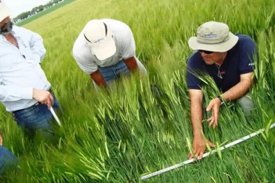 Ensayos de fungicidas de Syngenta
