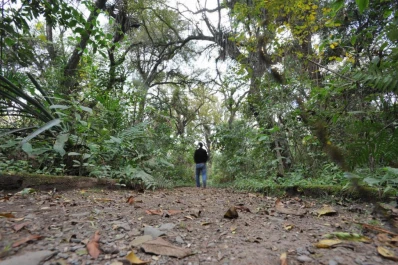 El Percy Hill renueva su espesura primordial