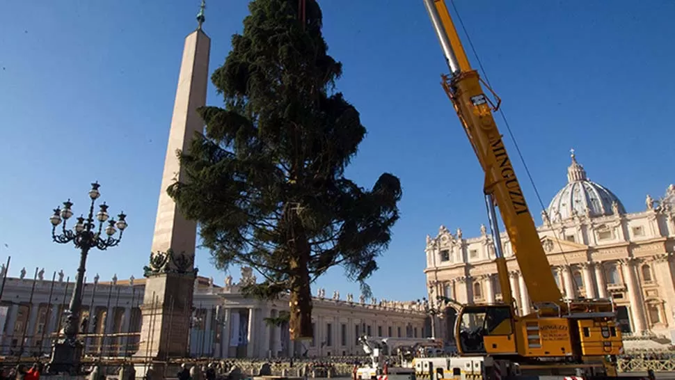 CASI LISTO. El árbol del Vaticano estará adornado con cientos de luces.FOTO DE AGENCIA EFE