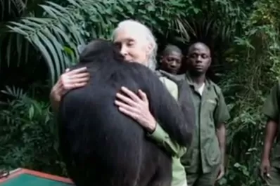 Video: La emotiva despedida de una chimpancé y su cuidadora