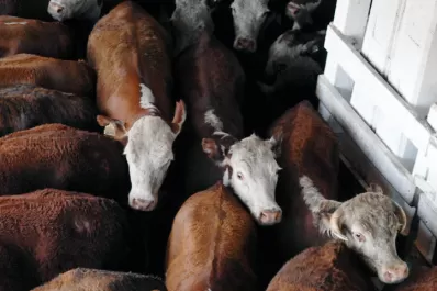 Mejor precio de la carne, pero el sector ganadero reitera reclamos