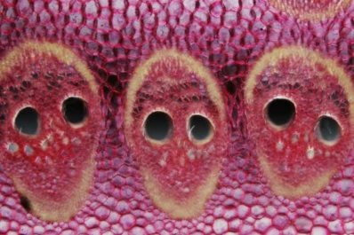 Estas son las mejores fotos microscópicas de 2013