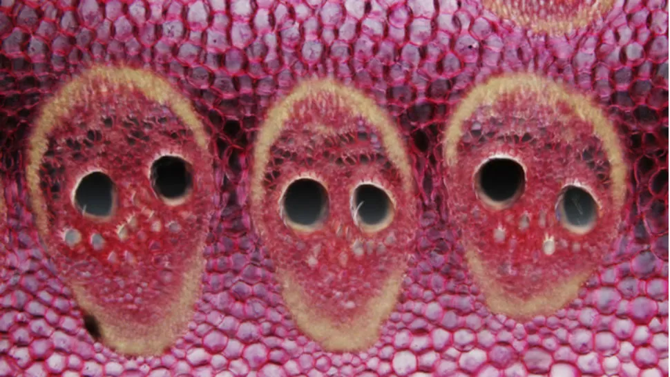COCOTERO. Parecen tres calaveras rosas, pero en realidad es el tejido vascular de una palmera cocotera. FOTO DE GIZMODO.COM