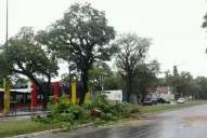 El fuerte viento derribó un árbol sobre la avenida Aconquija, en Yerba Buena
