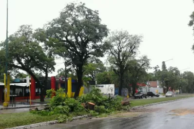 El fuerte viento derribó un árbol sobre la avenida Aconquija, en Yerba Buena