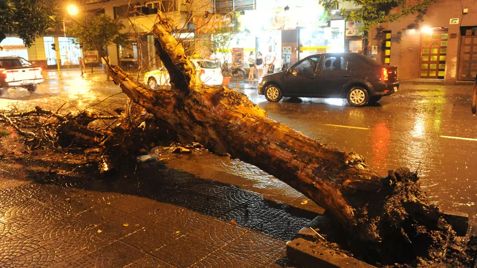 SOBRE LA VEREDA. Antes de la lluvia, el árbol se desplomó en calle Salta. LA GACETA / FOTO DE HÉCTOR PERALTA