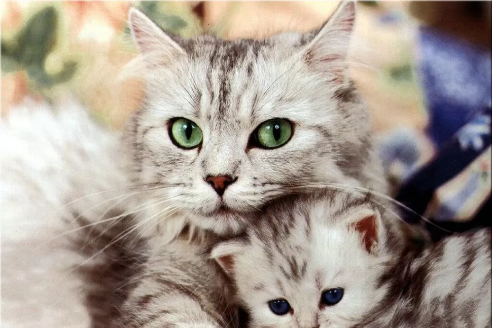 TERNURA. Los gatos son los elegidos a la hora de subir contenido a la web. FOTO TOMADA DE ANIMALESYANIMALES.COM