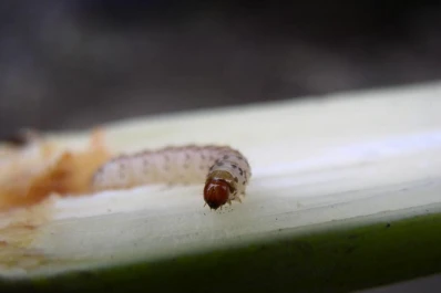 Con feromonas y parasitoides buscan disminuir la incidencia del ataque del “gusano perforador”