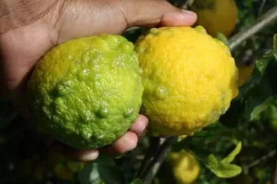 Campaña para evitar el ingreso del HLB