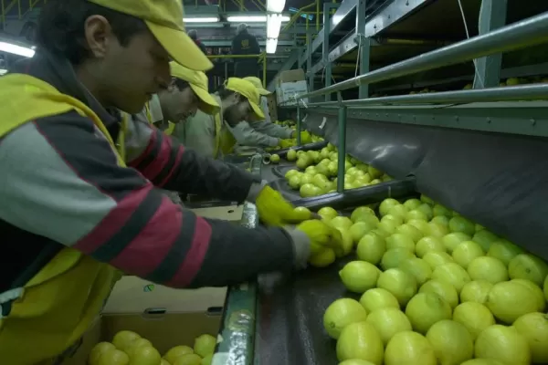 Detectan podredumbre peduncular en empaques tucumanos de limón