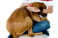 Protegé a tu mascota para que no sufra tanto por los cohetes