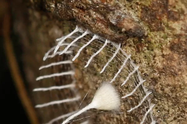Una extraña telaraña genera misterio entre los científicos