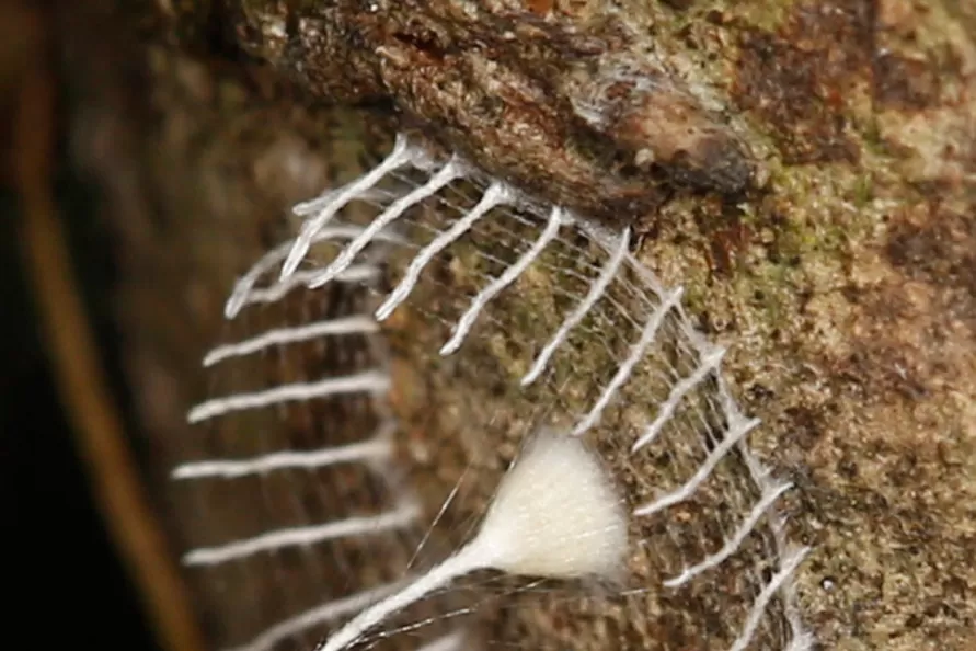 SORPRENDENTE. La estructura de la telaraña encontrada en la zona amazónica de Perú. FOTO TOMADA DE GIZMODO.COM