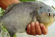 Más de 60 heridos por un ataque de palometas en Rosario