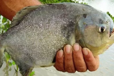 Más de 60 heridos por un ataque de palometas en Rosario