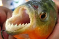 Dos niños perdieron parte de sus dedos por el ataque de palometas en Rosario