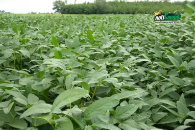 La Eeaoc trabaja en mejoramiento genético