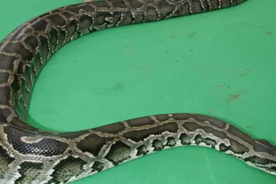 Una pitón de 4,5 metros estranguló a un hombre en Indonesia