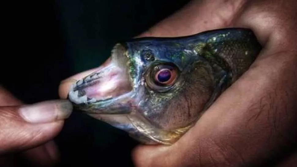 CARNIVOROS. Esta especie de peces cuentan con dientes filosos, son muy agresivos y suelen atacar en grupos. FOTO TOMADA DE DIARIOUNO.COM.AR