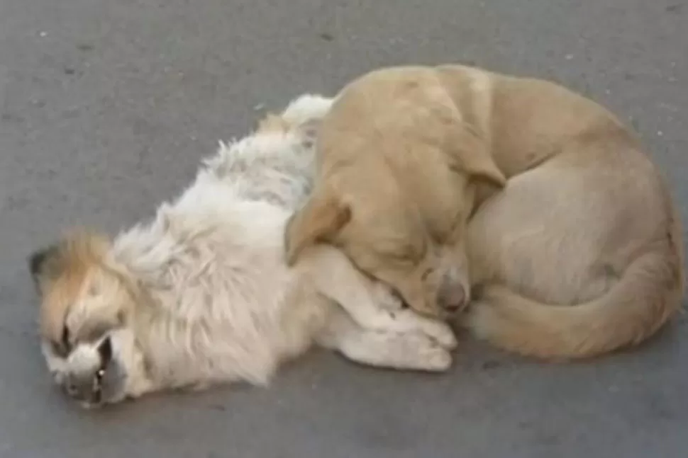 JUNTOS. Uno de los perros yace en el pavimento, y su compañero lo acompaña pese a las bajas temperaturas. CAPTURA DE PANTALLA