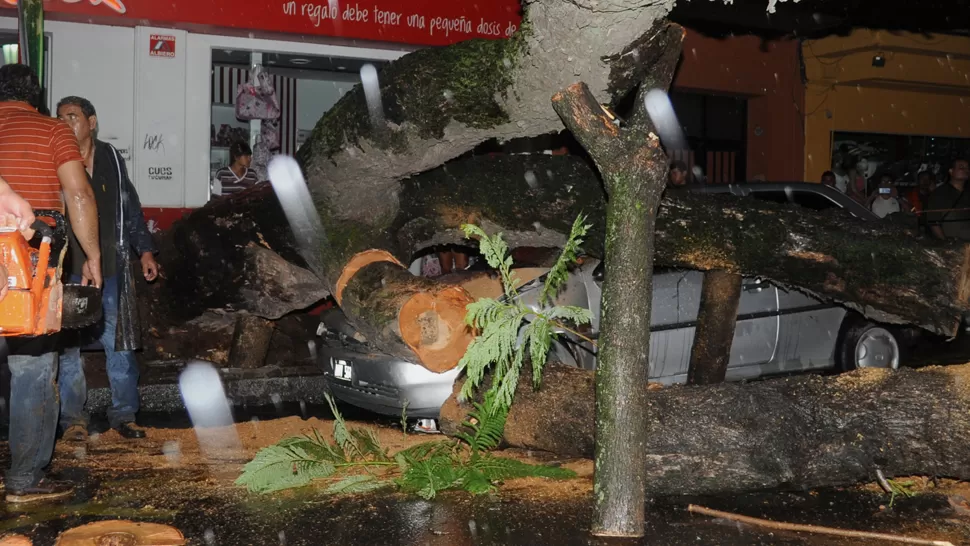 APLASTADO. Personal de la Municipalidad trabajaba para retirar el árbol del auto. LA GACETA / FOTO DE MARÍA SILVIA GRANARA