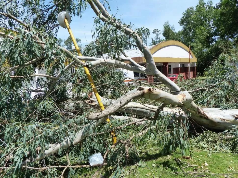 EN LA PLAZA. Un árbol cayó encima de una lámpara y la rompió. LA GACETA / FOTOS DE OSVALDO RIPOLL