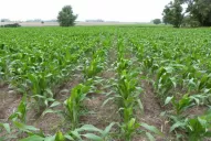 “Cambió totalmente el negocio de los cultivos intensivos”