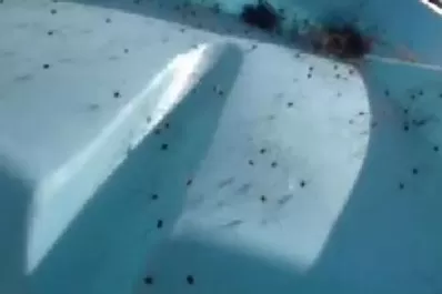 ¿Por qué no tocar restos de pelo ajeno?