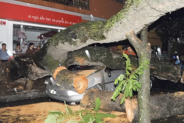 El primer temporal del año tumbó árboles y voló techos